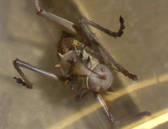Acanthoplus discoidalis
