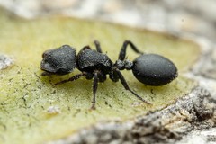 Cephalotes rohweri
