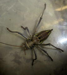 Acanthoplus discoidalis