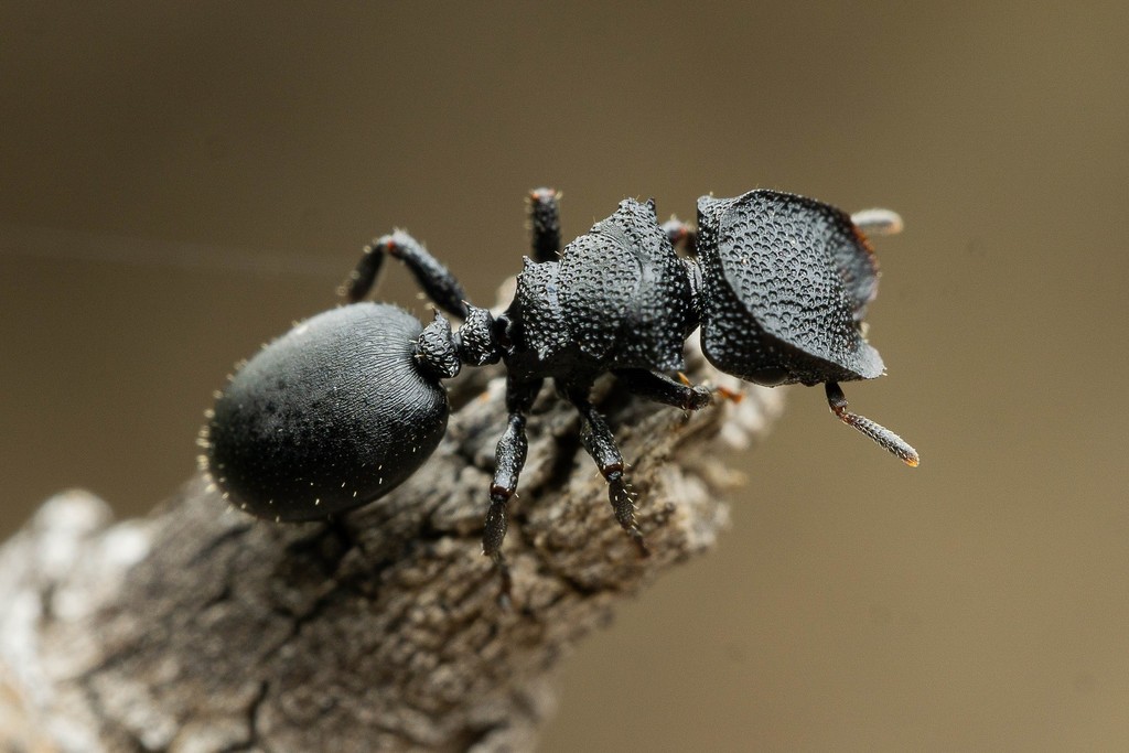 Wheeleri-group Turtle Ants
