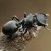 Cephalotes wheeleri - Photo (c) Jake Nitta,  זכויות יוצרים חלקיות (CC BY), הועלה על ידי Jake Nitta