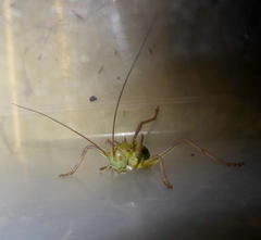 Acanthoplus discoidalis