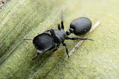 Cephalotes rohweri