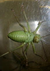 Acanthoplus discoidalis