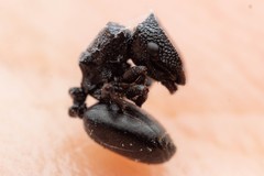 Cephalotes rohweri