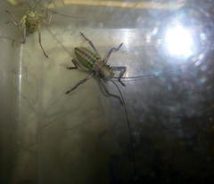 Acanthoplus discoidalis