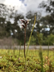 Prasophyllum cucullatum