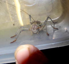 Acanthoplus discoidalis