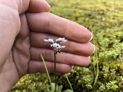 Prasophyllum cucullatum