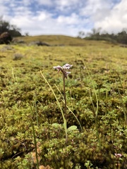 Prasophyllum cucullatum
