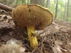 Pulveroboletus