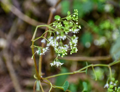 Colignonia