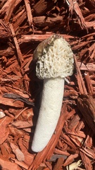 Phallus impudicus
