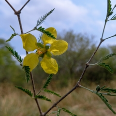 Gonopterodendron bonariensis