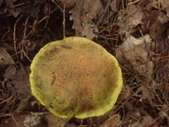 Pulveroboletus