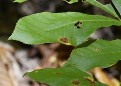 Gnomonia caryae