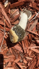 Phallus impudicus