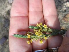 Struthiola eckloniana