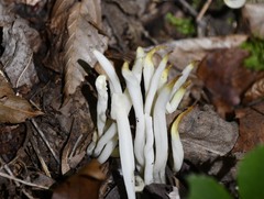 Clavaria fragilis vermicularis