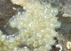 Amphissa versicolor