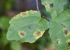 Phyllosticta hamamelidis