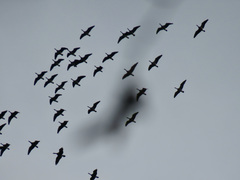 Branta hutchinsii