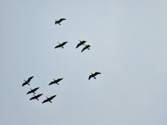 Branta hutchinsii