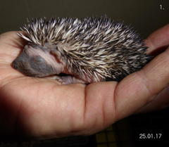 Atelerix frontalis frontalis