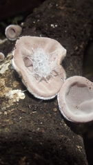 Auricularia nigricans