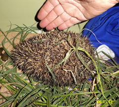 Atelerix frontalis frontalis