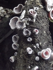 Auricularia nigricans