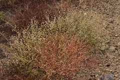 Eriogonum baileyi baileyi