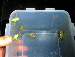 Atelerix frontalis frontalis