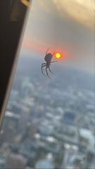 Larinioides sclopetarius