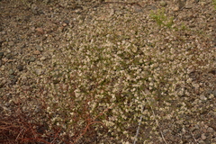 Eriogonum baileyi baileyi