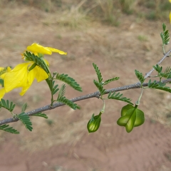 Gonopterodendron bonariensis