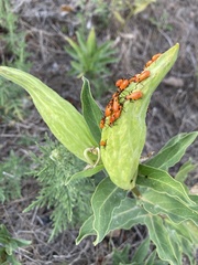 Oncopeltus fasciatus