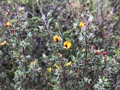 Pultenaea tenuifolia