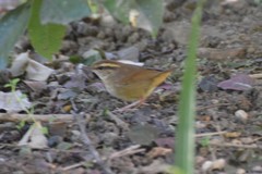 Urosphena squameiceps