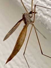 Tipula sayi