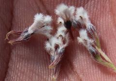 Spatalla mollis