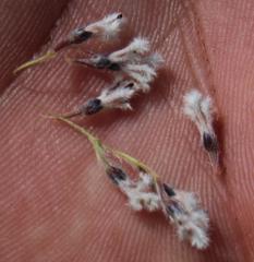 Spatalla mollis