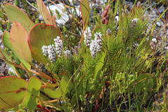 Spatalla mollis