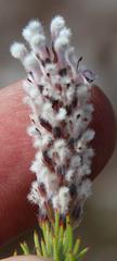 Spatalla mollis