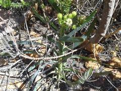 Osteospermum polygaloides polygaloides