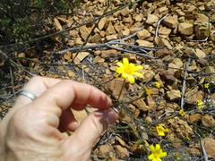 Osteospermum polygaloides polygaloides
