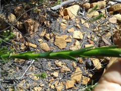 Osteospermum polygaloides polygaloides