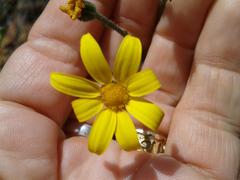 Osteospermum polygaloides polygaloides