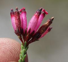 Erica cristata