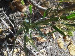 Osteospermum polygaloides polygaloides